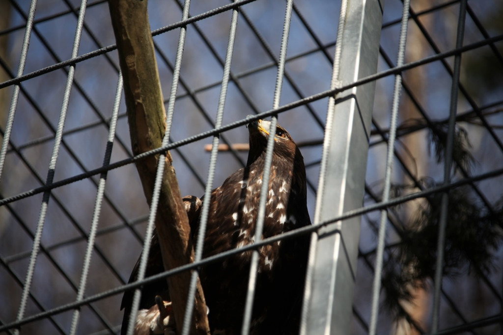 KOE_Wildpark 201203 33_jpg-1332087653