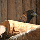 KOE_Wildpark 201203 34_jpg-1332087657