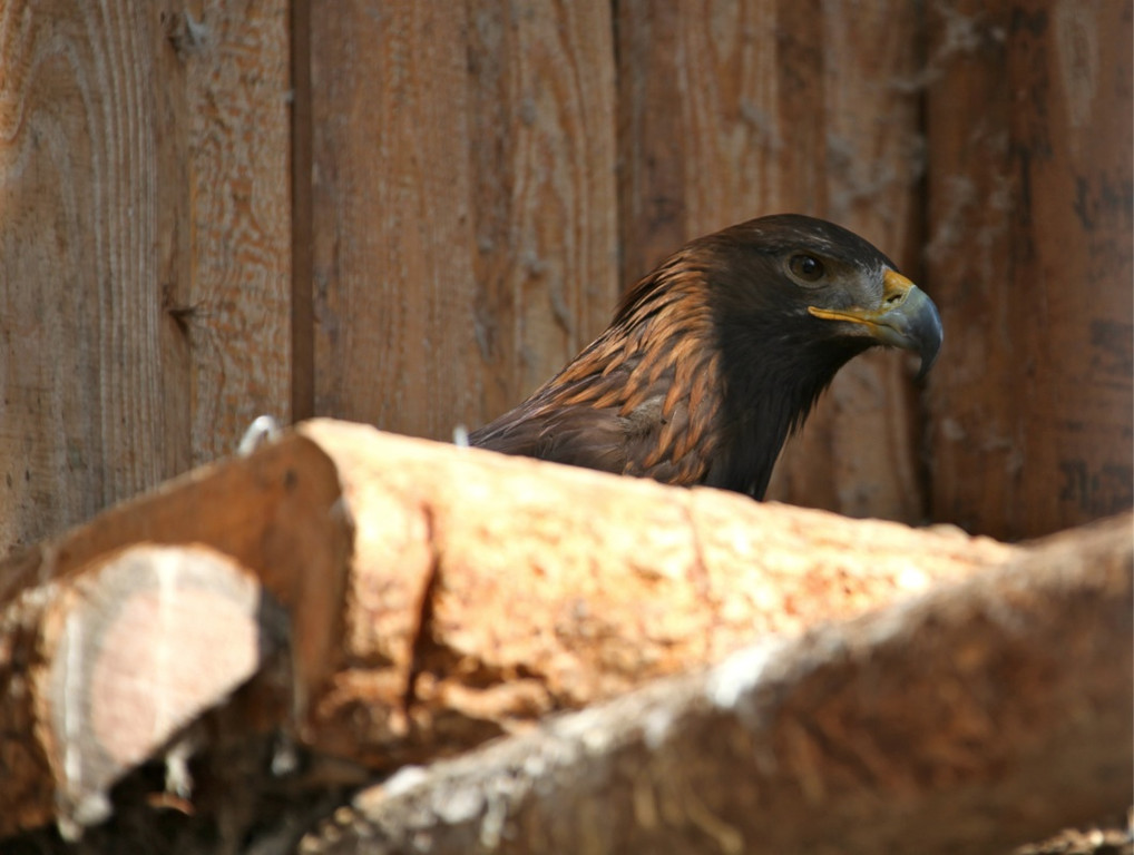 KOE_Wildpark 201203 34_jpg-1332087657