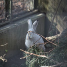 KOE_Wildpark 201203 36_jpg-1332087670