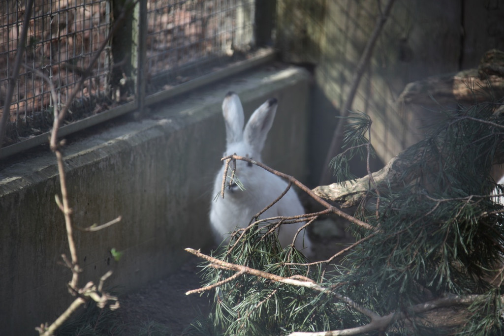 KOE_Wildpark 201203 36_jpg-1332087670