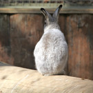 KOE_Wildpark 201203 37_jpg-1332087674