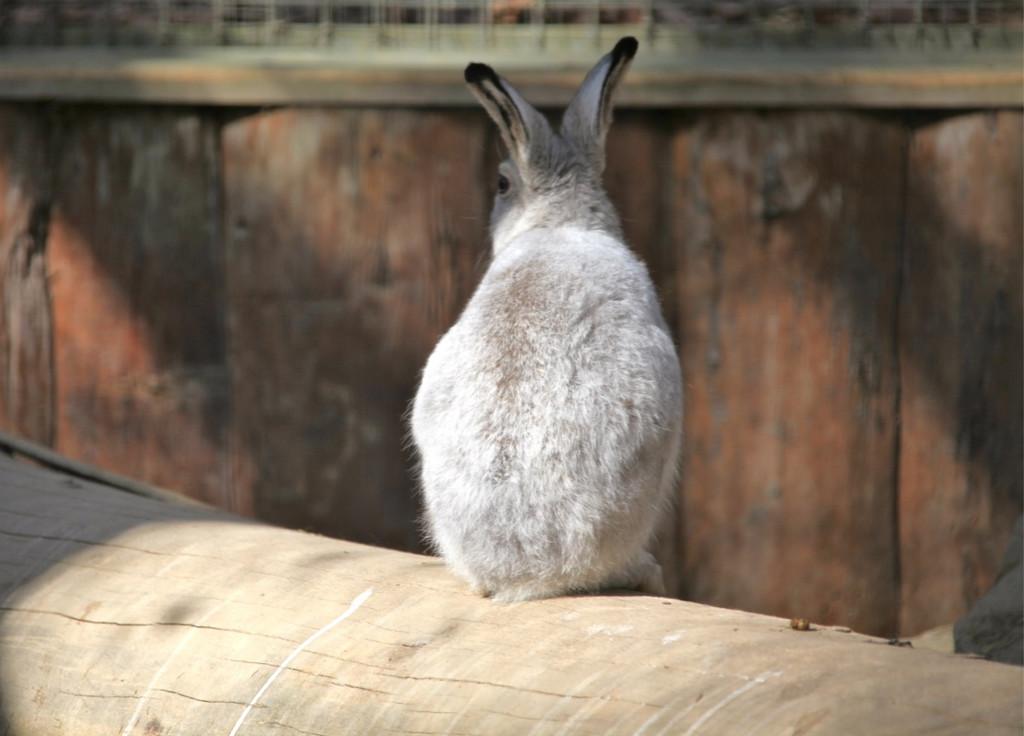 KOE_Wildpark 201203 37_jpg-1332087674