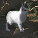 KOE_Wildpark 201203 38_jpg-1332087679