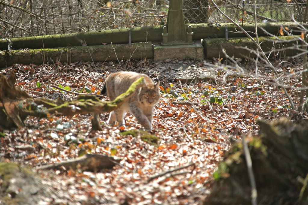 KOE_Wildpark 201203 42_jpg-1332087718
