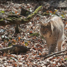 KOE_Wildpark 201203 43_jpg-1332087726