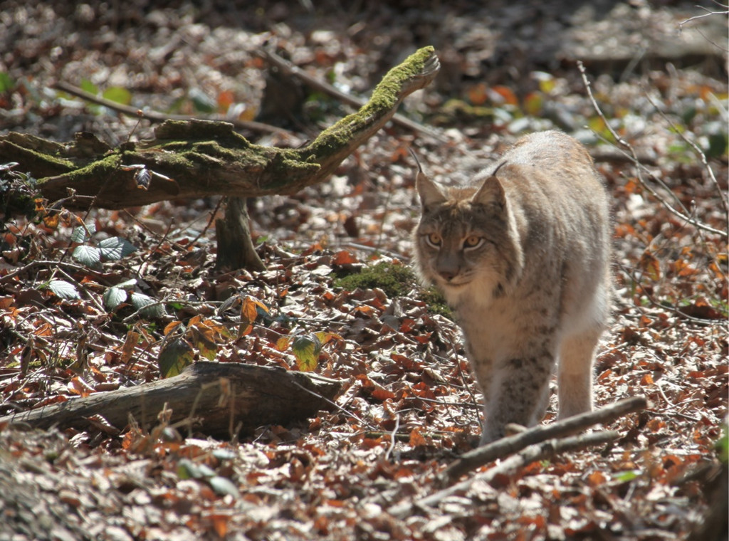 KOE_Wildpark 201203 43_jpg-1332087726