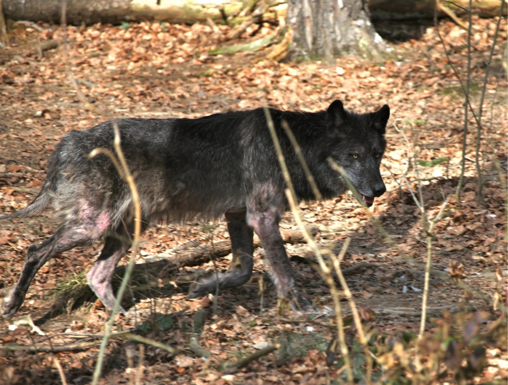 KOE_Wildpark 201203 47_jpg-1332087755