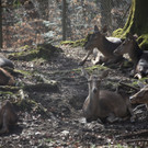 KOE_Wildpark 201203 48_jpg-1332087764