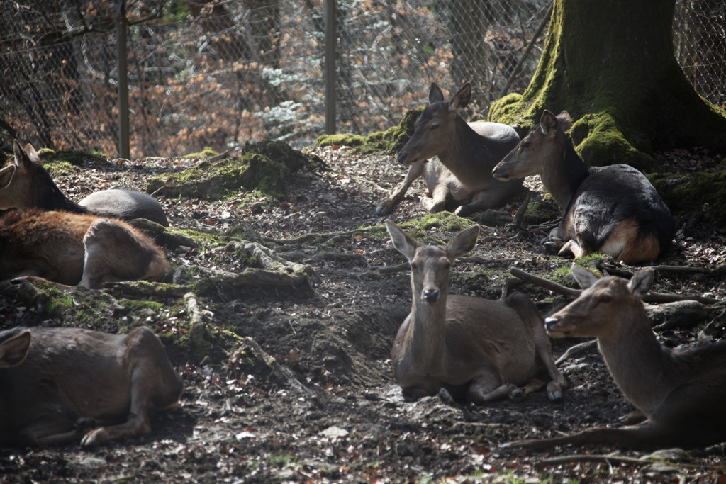 KOE_Wildpark 201203 48_jpg-1332087764