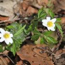 KOE_Wildpark 201203 60_jpg-1332087883