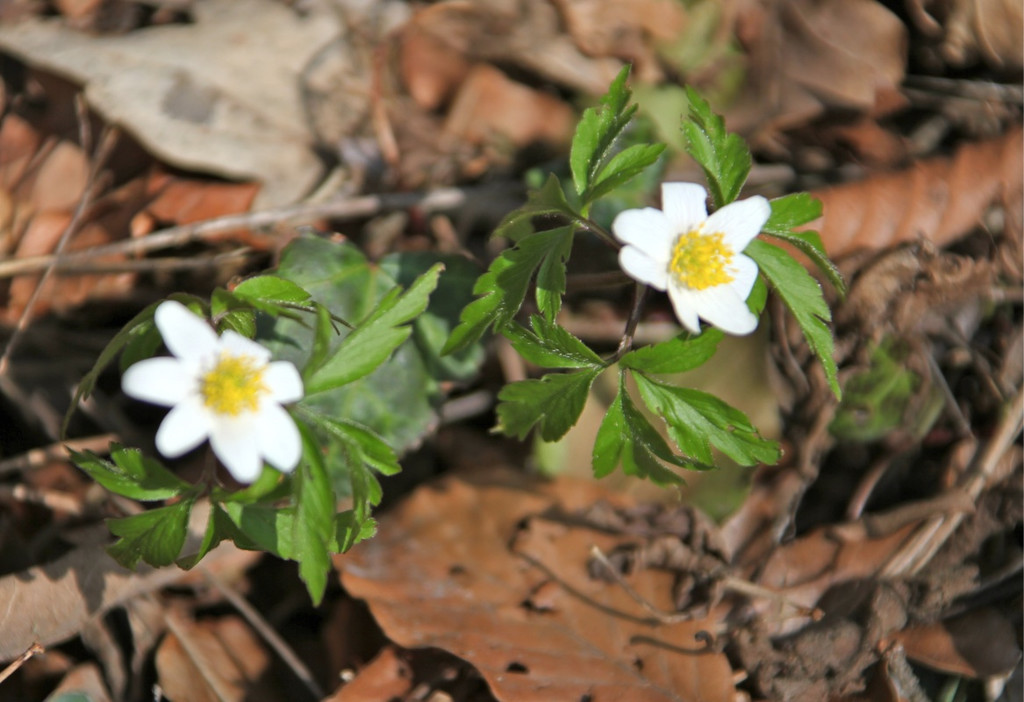 KOE_Wildpark 201203 60_jpg-1332087883