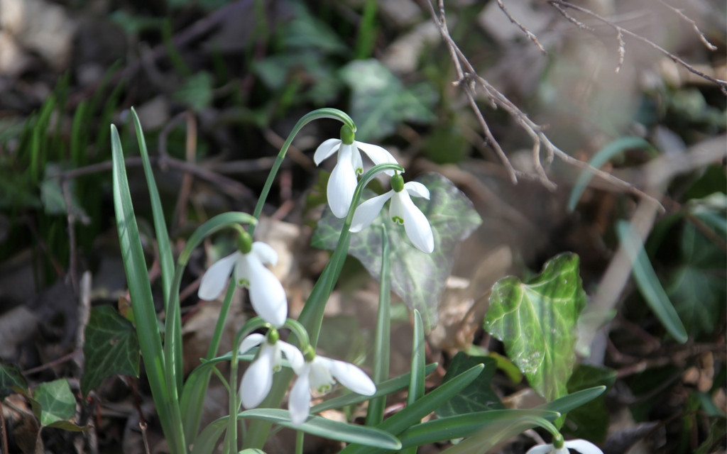 KOE_Wildpark 201203 62_jpg-1332087892