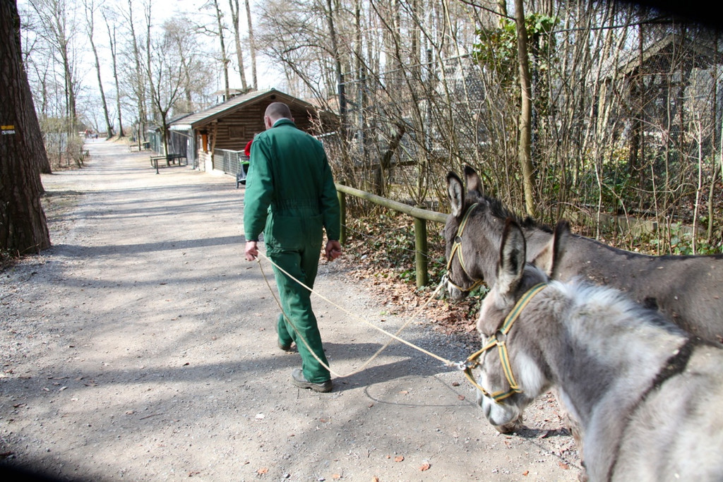 KOE_Wildpark 201203 65_jpg-1332087926