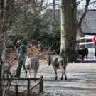 KOE_Wildpark 201203 68_jpg-1332087957