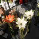 P3180111_JPG-1332098603