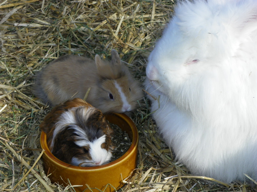 109_8663_JPG-1332182898