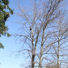Hubschrauber fliegt Baum aus Ruine Alt-Ems aus