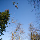 Hohenems: Hubschrauber flog Baum aus Ruine Alt-Ems aus