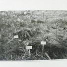 113_9993_JPG-1332277823