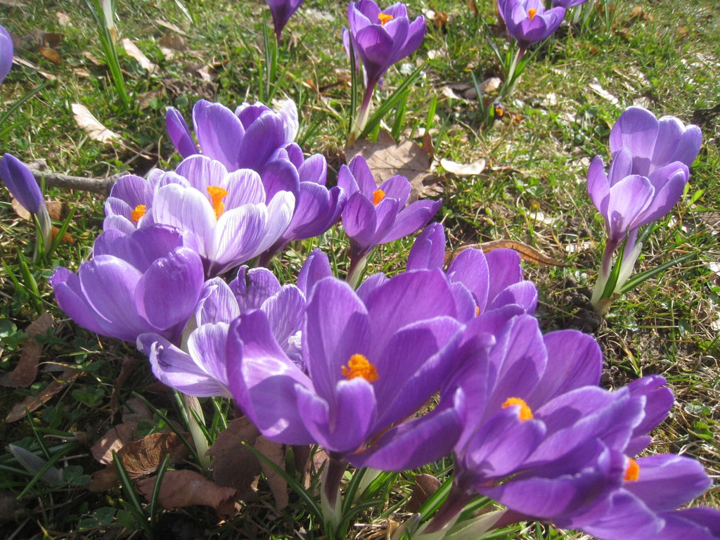 Fruehling BLUMEN 2012 _1__jpg-1332332205