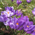 Blumenhafte Frühlingsimpressionen im Bild
