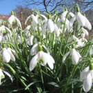 Fruehling BLUMEN 2012 _7__jpg-1332332238