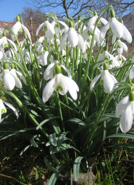 Fruehling BLUMEN 2012 _7__jpg-1332332238