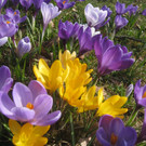 Fruehling BLUMEN 2012 _2__jpg-1332332210
