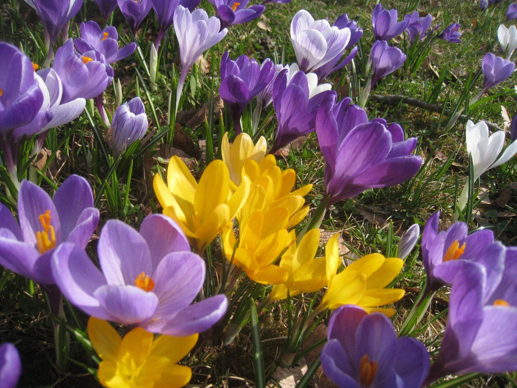 Fruehling BLUMEN 2012 _2__jpg-1332332210