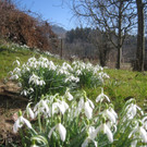 Fruehling BLUMEN 2012 _9__jpg-1332332249