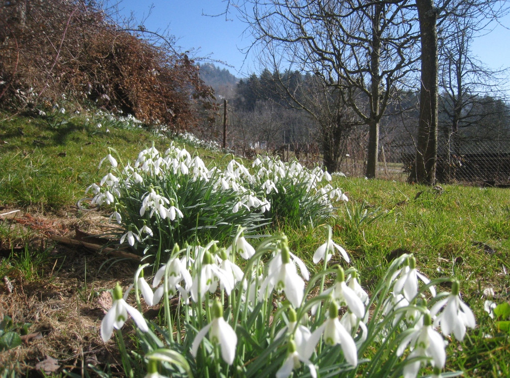 Fruehling BLUMEN 2012 _9__jpg-1332332249