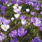 Fruehling BLUMEN 2012 _3__jpg-1332332216