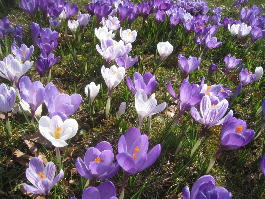 Fruehling BLUMEN 2012 _3__jpg-1332332216