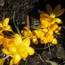 Fruehling BLUMEN 2012 _14__jpg-1332332276