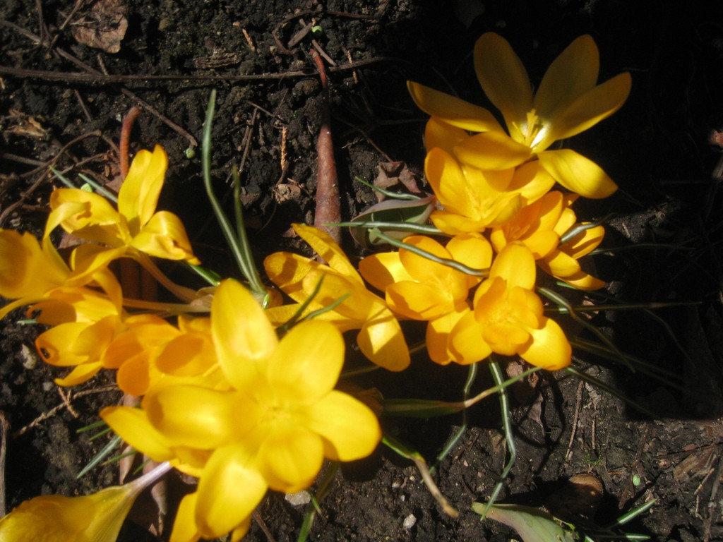 Fruehling BLUMEN 2012 _14__jpg-1332332276