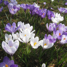 Fruehling BLUMEN 2012 _4__jpg-1332332221