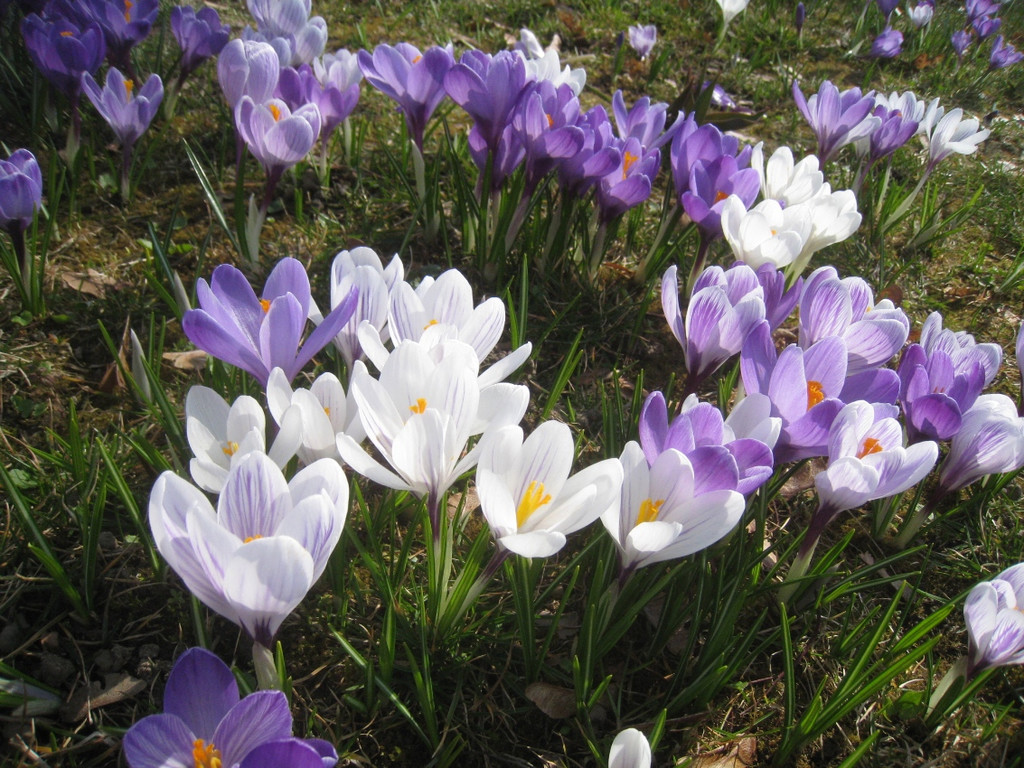 Fruehling BLUMEN 2012 _4__jpg-1332332221