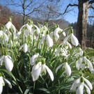 Fruehling BLUMEN 2012 _6__jpg-1332332233