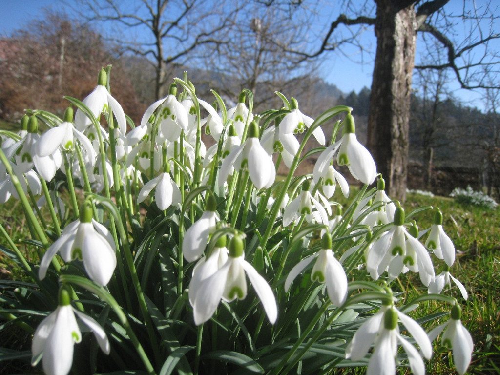 Fruehling BLUMEN 2012 _6__jpg-1332332233