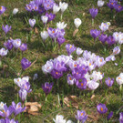 Fruehling BLUMEN 2012 _5__jpg-1332332228