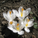 Fruehling BLUMEN 2012 _16__jpg-1332332286