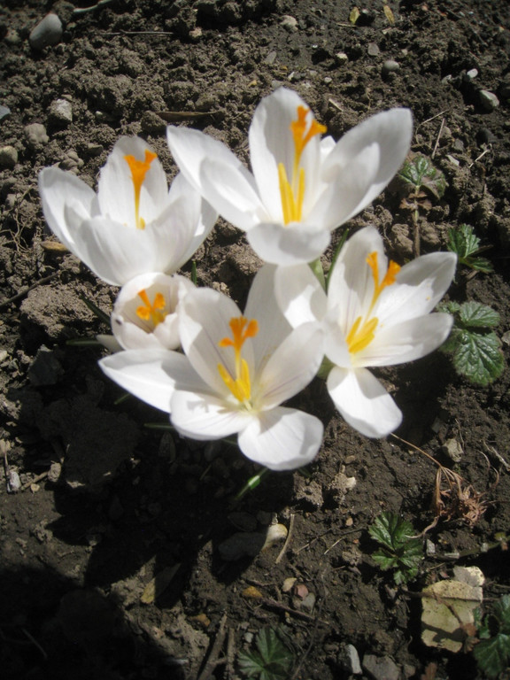 Fruehling BLUMEN 2012 _16__jpg-1332332286
