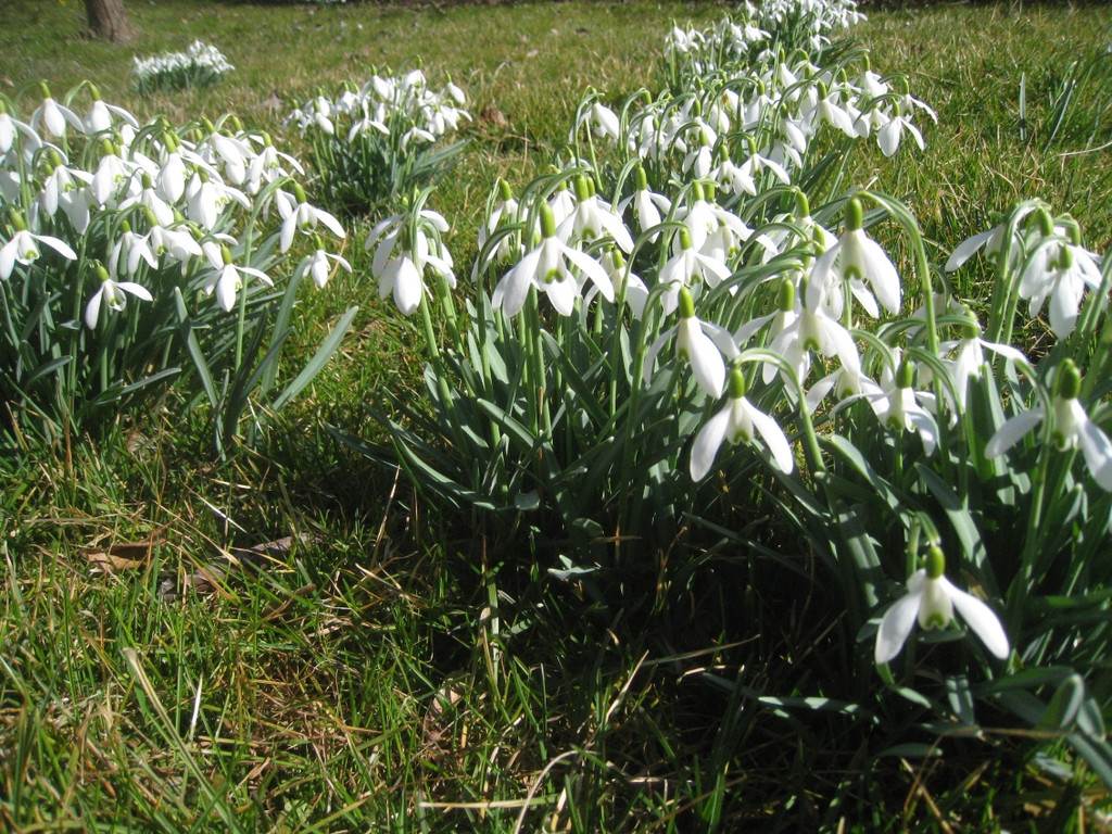 Fruehling BLUMEN 2012 _11__jpg-1332332260