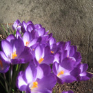 Fruehling BLUMEN 2012 _13__jpg-1332332272