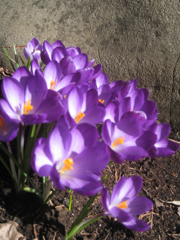 Fruehling BLUMEN 2012 _13__jpg-1332332272