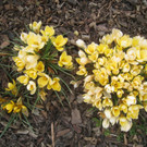 Fruehling BLUMEN 2012 _28__jpg-1332332358