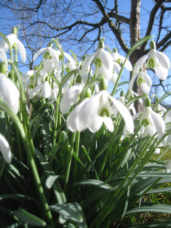 Fruehling BLUMEN 2012 _8__jpg-1332332242