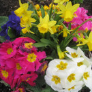 Fruehling BLUMEN 2012 _30__jpg-1332332368