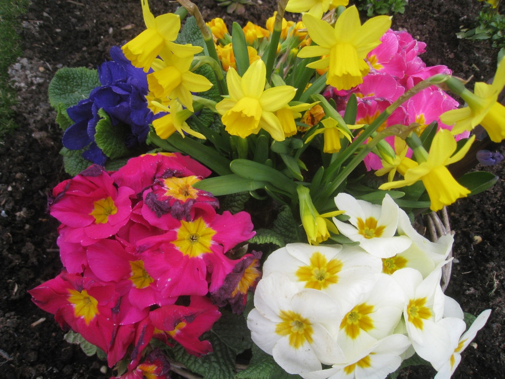 Fruehling BLUMEN 2012 _30__jpg-1332332368